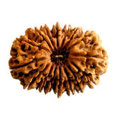 16 Mukhi Rudraksha Indonesia