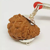 17 Faced Rudraksha