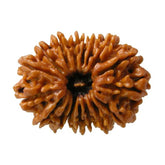 17 Mukhi Rudraksha Nepal