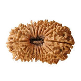 20 Mukhi Rudraksha Indonesia