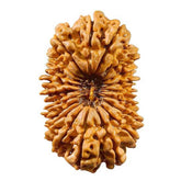 20 Mukhi Rudraksha Nepal