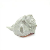 Dakshinavarti Shankh