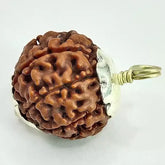 Eight Mukhi Rudraksha Nepal