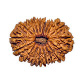 Eighteen Mukhi Premium Rare Rudraksha
