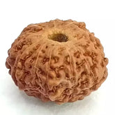 Eleven Mukhi Rudraksha Indonesia