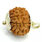 Eleven Mukhi Rudraksha Nepal