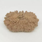 Fifteen Faced Premium Rare Rudraksha