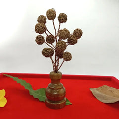Five Mukhi Nepali Rudraksha Tree Small