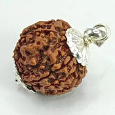 Five Mukhi Premium Rare Rudraksha
