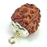 Four Mukhi Rudraksha Nepal