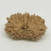 Fourteen Faced Premium Rare Rudraksha