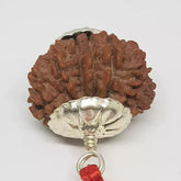 Fourteen Faced Rudraksha