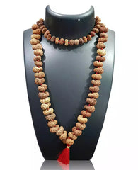 Gauri Shankar Rudraksha Mala - Indonesia