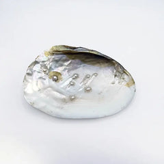 Mother of Pearl Sea Shell