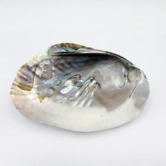 Mother of Pearl Sea Shell