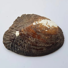 Mother of Pearl Sea Shell