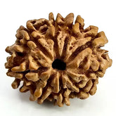 Nine Mukhi Rudraksha Nepal