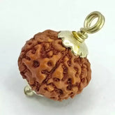 Seven Mukhi Rudraksha Indonesia