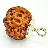 Seven Mukhi Rudraksha Nepal