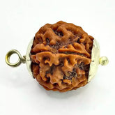 Six Faced Rudraksha Nepal