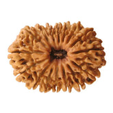 Sixteen Mukhi Premium Rare Rudraksha