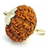 Ten Mukhi Premium Rare Rudraksha