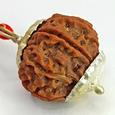 Ten Mukhi Rudraksha Nepal