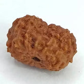 Thirteen Mukhi Rudraksha Indonesia