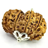 Thirteen Mukhi Rudraksha Nepal