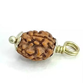 Three Mukhi Rudraksha Indonesia