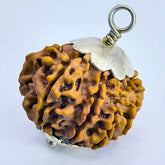 Twelve Mukhi Rudraksha Nepal