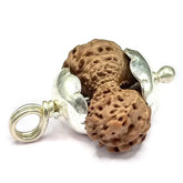 Twenty One Mukhi Premium Rare Rudraksha