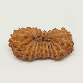 Twenty One Mukhi Indonesian Rudraksha