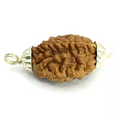 Two Mukhi Rudraksha India