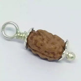 Two Mukhi Rudraksha Indonesia