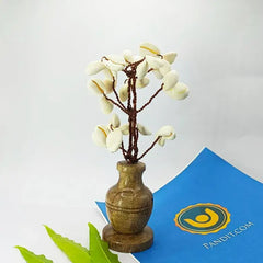 White Kaudi Tree Big