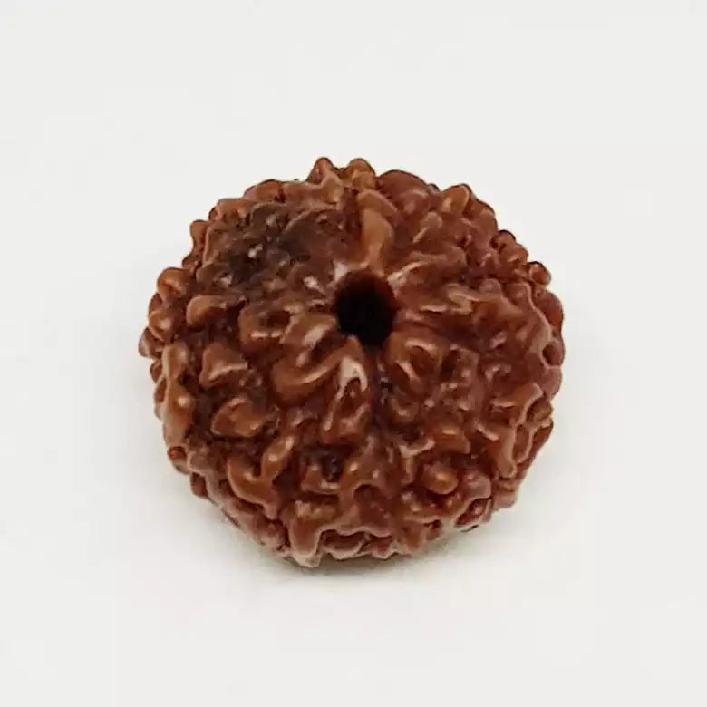 10 Mukhi Rudraksha Indonesia
