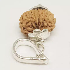 13 Mukhi Rudraksha Indonesia