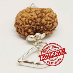 14 Mukhi Rudraksha Indonesia