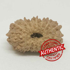 15 Mukhi Rudraksha Indonesia