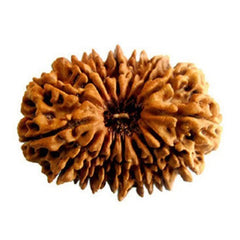 16 Mukhi Rudraksha Indonasia