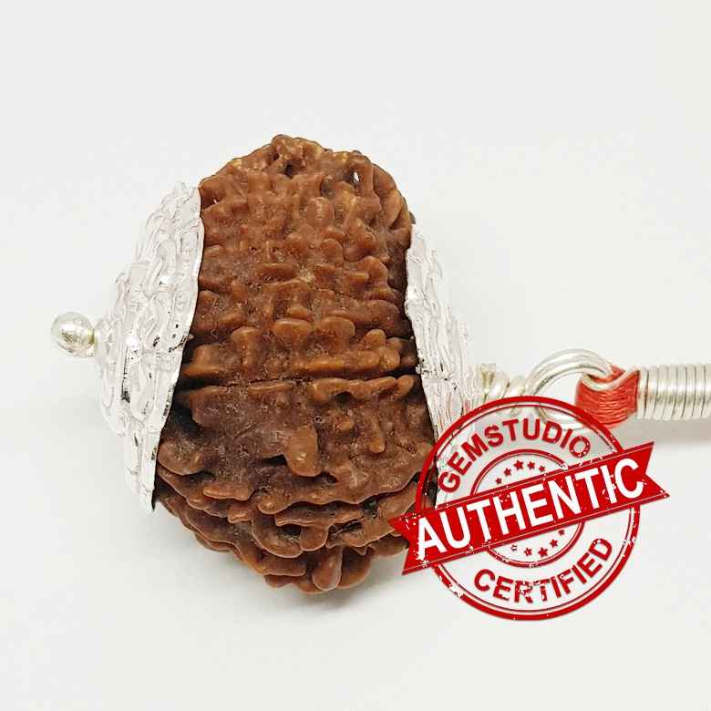 16 Mukhi Rudraksha Indonesia