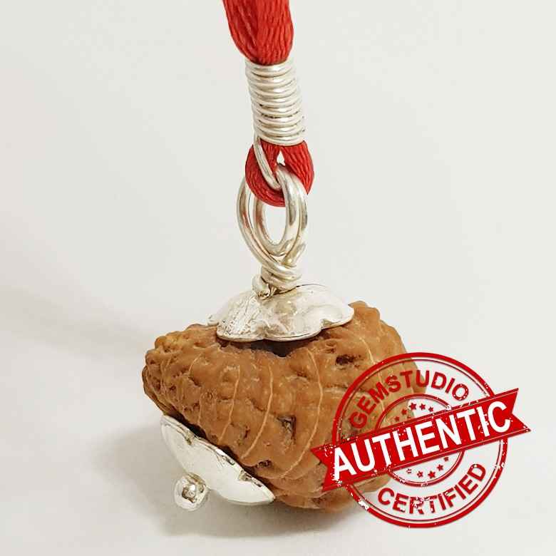 17 Faced Rudraksha Indonesia