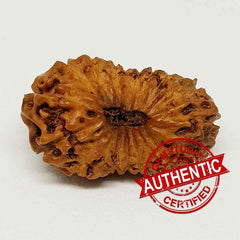 18 Mukhi Rudraksha Indonesia