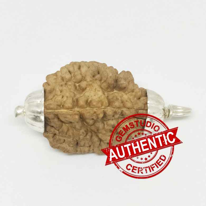 2 Faced Rudraksha