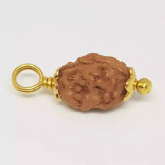 2 Mukhi Rudraksha Indonesia