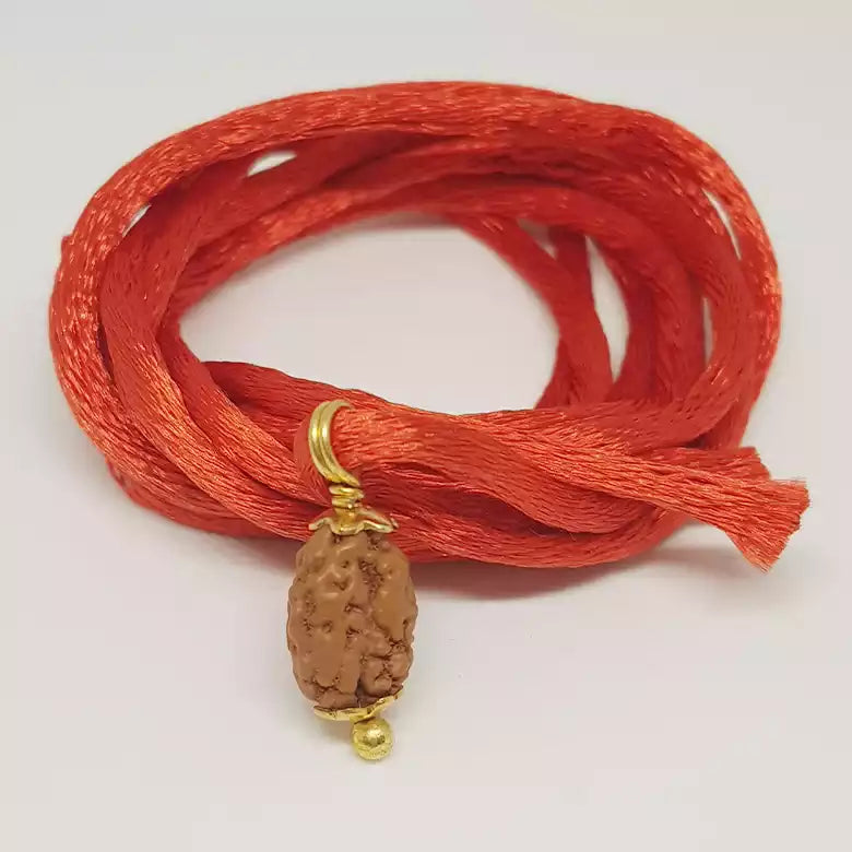 2 Mukhi Rudraksha Indonesia