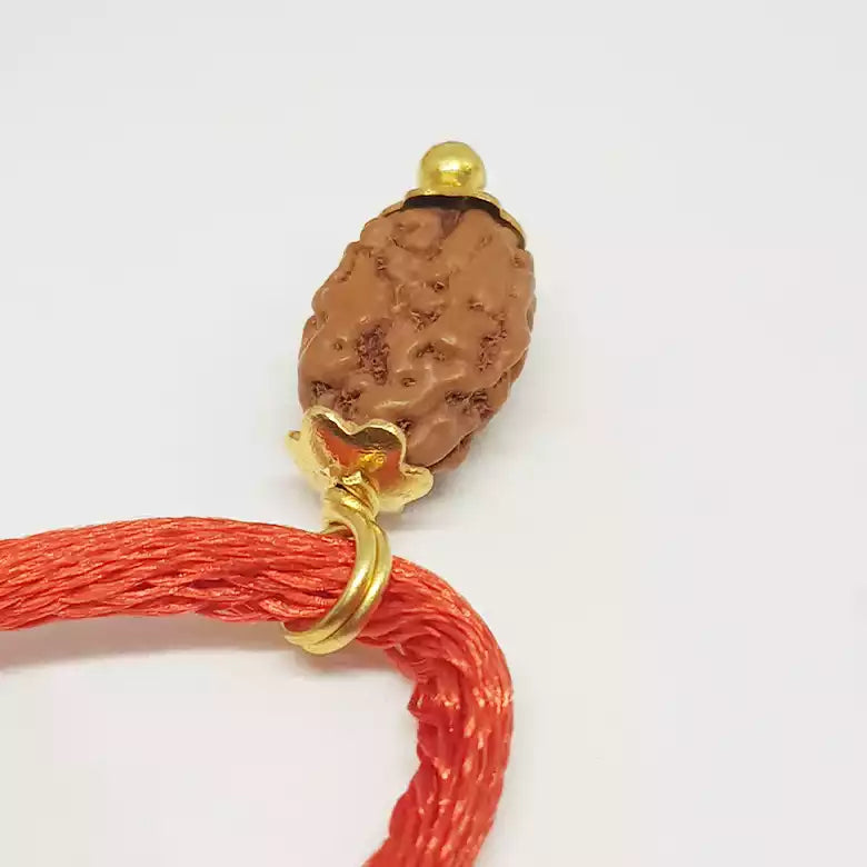 2 Mukhi Rudraksha Indonesia