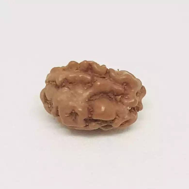 2 Mukhi Rudraksha Indonesia