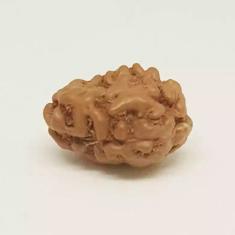 2 Mukhi Rudraksha Indonesia